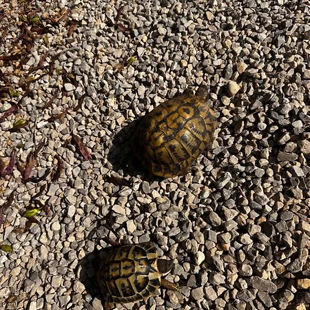 Casa Honiol, Private And Spacious With Sea Views Villa *