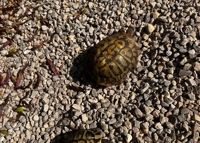 Casa Honiol, Private And Spacious With Sea Views Villa *